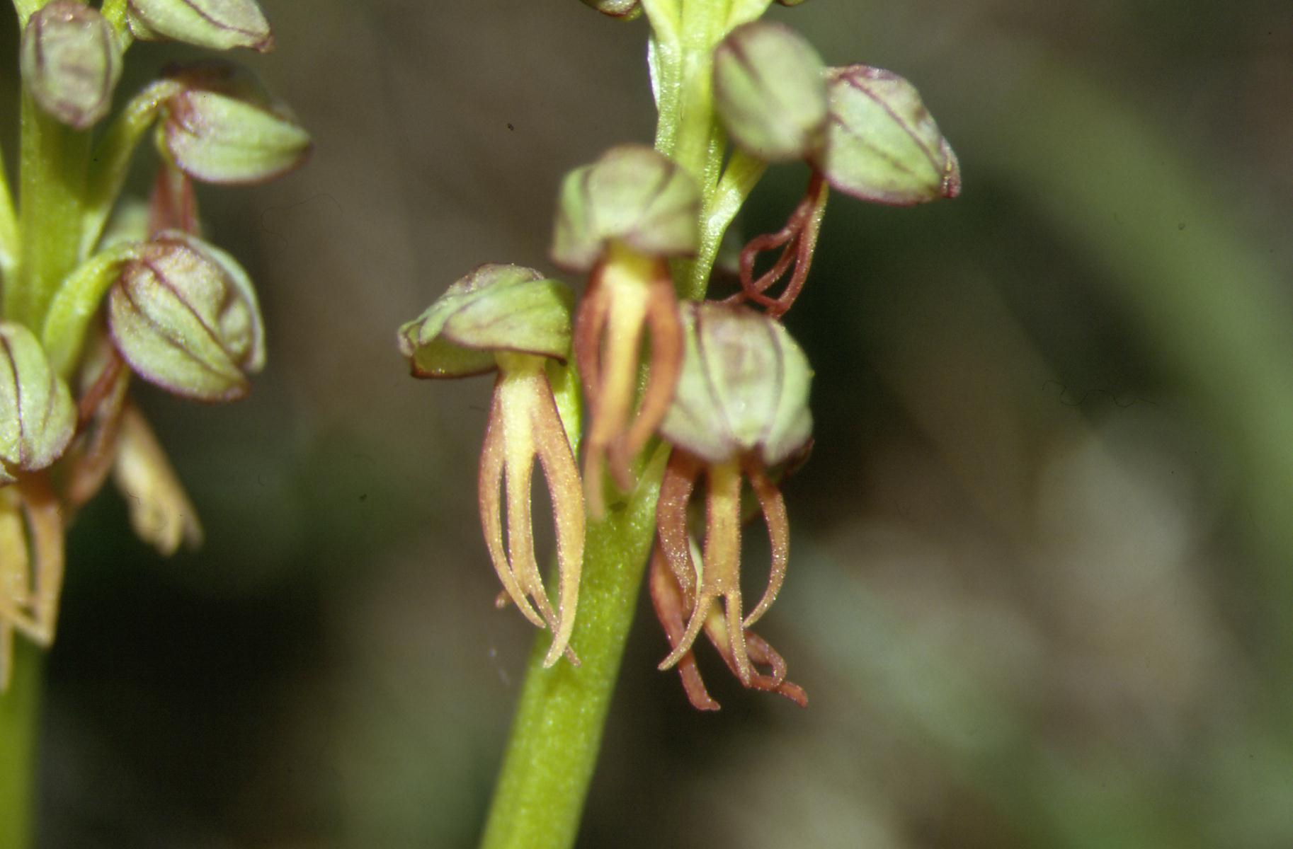 Orchis pauciflora e Orchis anthropophora